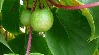 Propagating Hardy Kiwi  Spectacular Results [upl. by Aivad]