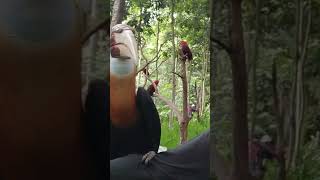 bersama burung rangkok dari Papua di Lombok Wildlife Park [upl. by Naujat282]