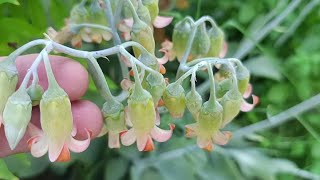 Cotyledon orbiculata [upl. by Portwine343]