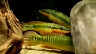 Lugubria zebrina ex Crenicichla zebrina wild bij Aquarium Speciaalzaak Utaka [upl. by Mikal878]