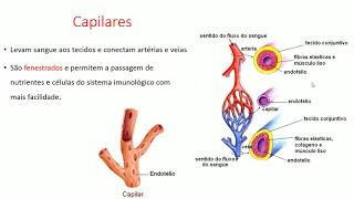 Anatomia Veterinária  Vasos sanguíneos e sistema linfático [upl. by Roxie]