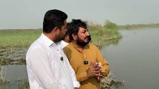 Same da pani te kisaanwater logging Problem in PunjabAnjum Saroya vlog on water level issue [upl. by Ynamreg]