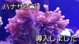 ハナサンゴ導入！【海水水槽】 [upl. by Ardnatal948]