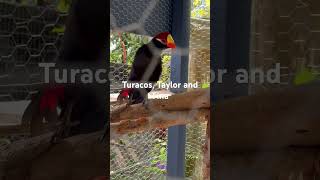 Turacos  can’t believe they are so relaxed [upl. by Eslud687]