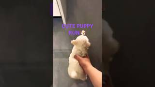 Run 💯 micro Puppy dog puppy 🐾 [upl. by Lemraj]