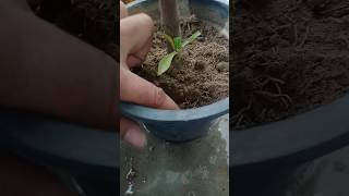 Croton care tips  How to care CROTON PLANT croton short crotoneshort [upl. by Zetnauq]