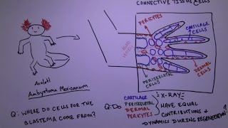 How are cells coordinated to regenerate the salamander limb [upl. by Ahsertal]