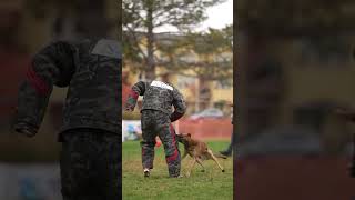 Belgian Malinois defense of handler [upl. by Ibson]