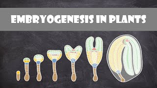 Embryogenesis in Plants  Plant Biology [upl. by Erfert660]