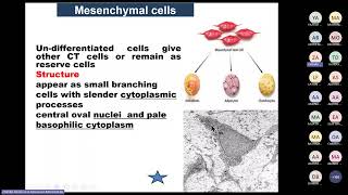 Connective tissue Prof Zeinab Abdelrehim [upl. by Dam193]