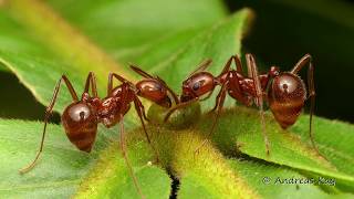 Bodyguard Ants feeding on Extrafloral Nectaries of a Plant [upl. by Anhavas]