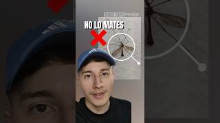 ¿Qué Son Las Tipulas o Mosquitos Gigantes 🤯 shorts shortsvideo shortsfeed [upl. by Ihsar]