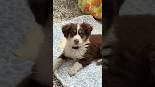 Danger intensifies🥰🤣 oureternaleverafter miniaussie miniaustralianshepherd dog funnydogvideos [upl. by Nilrem]