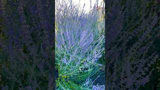 BLUE SPIRE RUSSIAN SAGE shortsvideo jardin flowerplant flowers [upl. by Aihsatsan750]