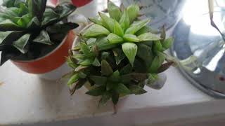 Haworthia rooting problems  water helps [upl. by Ardni]