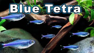 Blue Tetra Care and Breeding Check Out This Active and Confident Tetra [upl. by Divadnahtanoj]