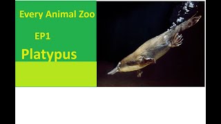 Every Animal Zoo Platypus Ep1 [upl. by Aneliram]