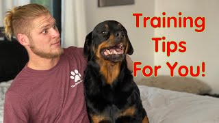 Rottweiler Training Guide  How To Love Them [upl. by Otiragram]