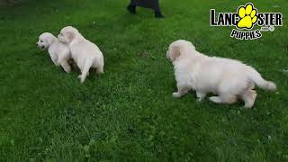 Darling Golden Retriever Puppies [upl. by Hachmin]