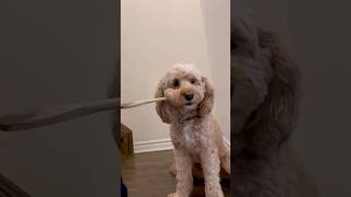 Mini Cockapoo Has Funny Reaction to Feeding Her Dad 😂 [upl. by Martinsen457]