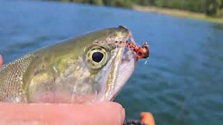 Fishing hot sun 711 Alder lake [upl. by Leugar]