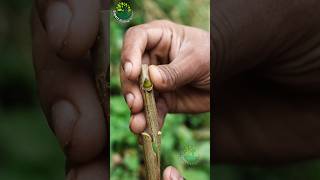 Easy graft techniques plantgrafting [upl. by Rosner]