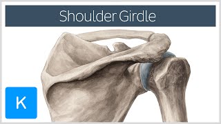 Shoulder Pectoral Girdle  Muscles and Movements  Human Anatomy  Kenhub [upl. by Assyl113]