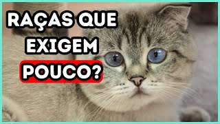 7 Melhores Raças de Gatos Para Profissionais Ocupados [upl. by Nnylireg151]