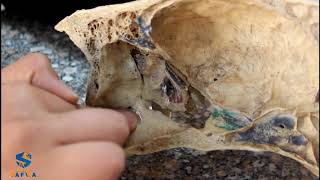 sagittal section of equine skull  2nd yearveterinary anatomy [upl. by Heall]