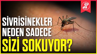 Sivrisinekler Neden Sadece Sizi Sokmuyor [upl. by Aiym]