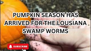 Louisiana Swamp Worm Pumpkin 🎃 Experiment [upl. by Nayab826]