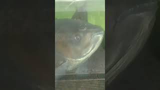 Large Fish in the tank 👈travel fish shortvideo [upl. by Cowles904]