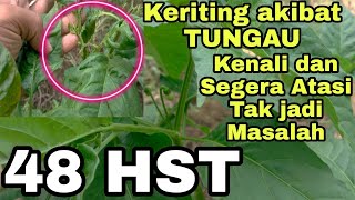 CABAI RAWIT UMUR 48 HST Cara Mengatasi Keriting daun Cabai fase Generatif [upl. by Arteid]