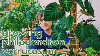 How I Grow Philodendron verrucosum  Repotting Care amp Propagation [upl. by Yrehcaz331]