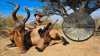 Bushveld Hunt Ten Days Three Species Large Old Red Hartebeest  Liver Kidney Heart and Dikderm [upl. by Assirehs987]