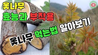 옻나무 효능과 부작용 옻나무 먹는법 알아보기  SHARE 건강정보 [upl. by Zedekiah]