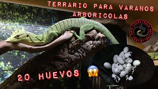 TERRARIO DE VARANOS PRASINUS 🦎 LA PUESTA DE HUEVOS MÁS GRANDE 🥚😱 [upl. by Tolecnal]