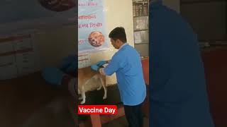 World Rabies Day lifewithdesidog doglover rabies rabiesvaccine worldrabiesday desidogchannel [upl. by Miranda]