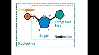 Discussion on Nucleoside  Definition Structure and Component [upl. by Goles]