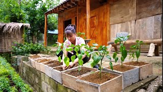 How To Make Pigeon Coop Take Care Of The Vegetable Garden  Free Building Fram Life [upl. by Aicilic229]