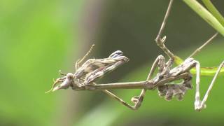 Conehead mantis Empusa Pennata [upl. by Alvinia]