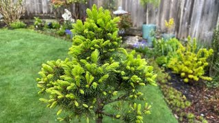 Dwarf Alberta Spruce Bonsai Update  April 22 2022 [upl. by Anitnahs635]