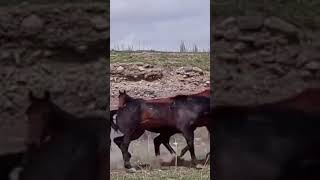 Gypsy mare and stallion Thunder । Horse Meeting [upl. by Olag]