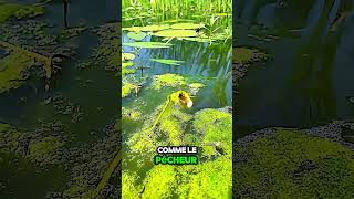 Ce Poisson Se Moque Complètement de Ce Pêcheur  Moment Hilarant  poisson pêche drole marrant [upl. by Mendez237]