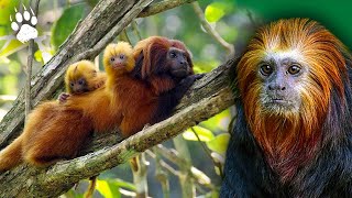 Le singe qui se prend pour un lion  Tamarin  Documentaire animalier  AMP [upl. by Anilehcim]