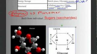 Biomolecules Part 1 Intro Carbohydrates and Lipids [upl. by Strait379]