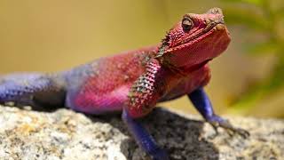 Amazing facts about Agama Lizard [upl. by Minetta]