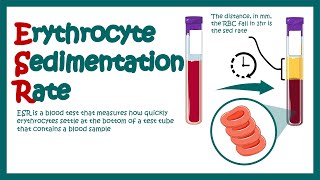 Erythrocyte Sedimentation Rate  ESR  What does ESR test show What does high ESR means [upl. by Haelam]