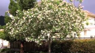 Chilopsis linearis  Desert Willow Desert Catalpa [upl. by Roti]