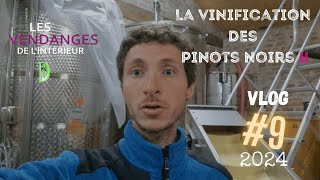 Vlog vigneron 9  changement de stratégie pour la vinification des Pinots Noirs  vendanges 2024 [upl. by Lajet]